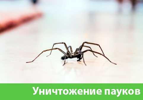 Избавиться от пауков в городе Иркутск