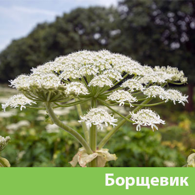 Уничтожение сорняка в Иркутске