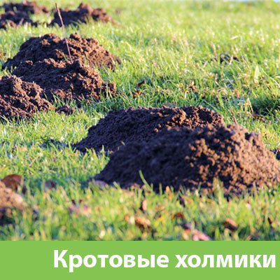 Кроты на участке в Иркутске