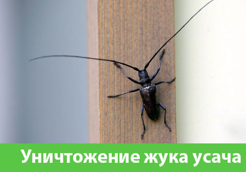 Обработка от жука усача в городе Иркутск