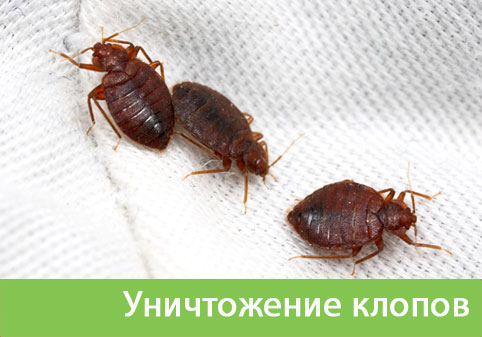 Уничтожение клопов в городе Иркутск