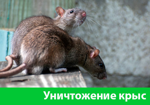 Уничтожение крыс в городе Иркутск