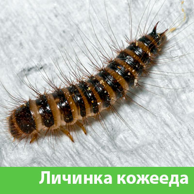Личинка Кожееда в Иркутске