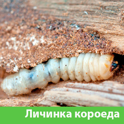 Уничтожение личинок короеда в Иркутске
