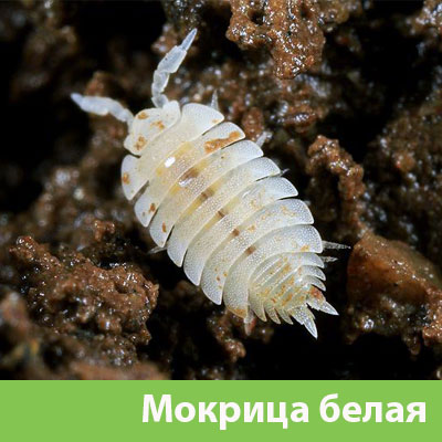 Мокрица в Иркутске фото