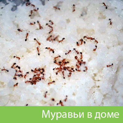 Муравьи в доме в Иркутске