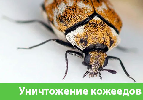 Обработка от кожееда в городе Иркутск 