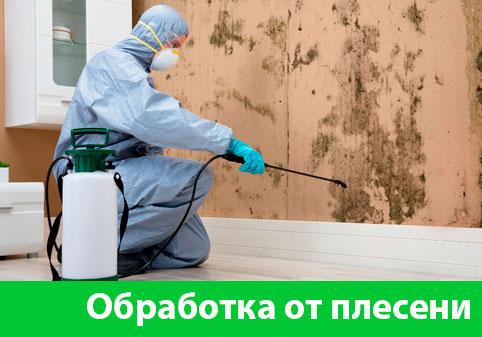 Обработка от плесени в городе Иркутск