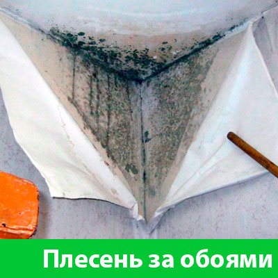 Удаление плесени в Иркутске