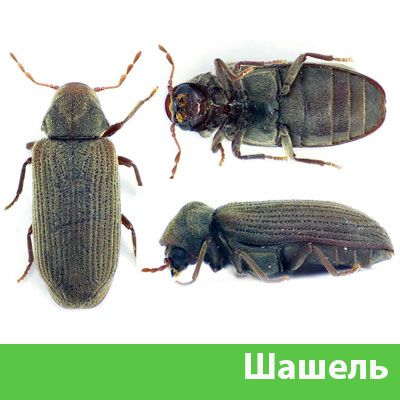 Обработка от шашеля в городе Иркутск
