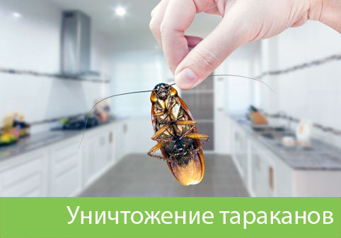 Уничтожение тараканов в городе Иркутск