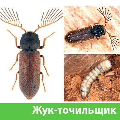Уничтожение точильщика и личинок в Иркутске