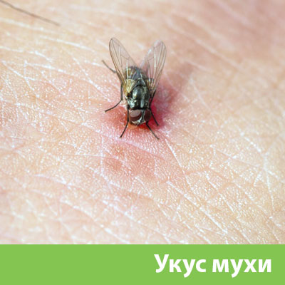 Уничтожение мух в Иркутске