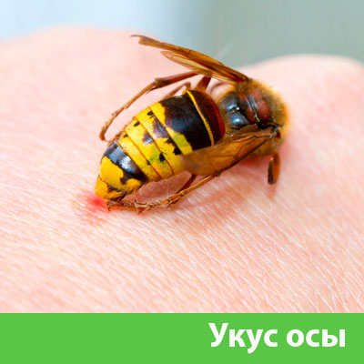 Профессиональное уничтожение ос и шершней в Иркутске