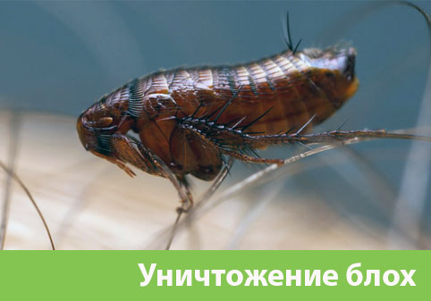 Уничтожение блох в городе Иркутск