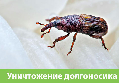 Уничтожение долгоносиков в городе Иркутск