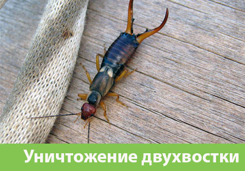 Уничтожение двухвостки в городе Иркутск