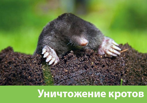 Уничтожение кротов в городе Иркутск