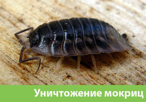Мокрицы в квартире в городе Иркутск