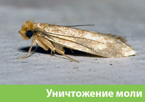 Уничтожение моли в городе Иркутск 