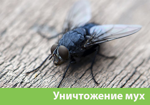 Уничтожение мух в городе Иркутск
