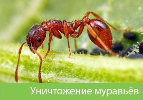 Уничтожение муравьёв в городе Иркутск