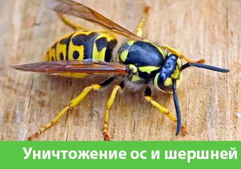 Уничтожение ос и шершней в городе Иркутск