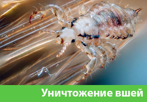 Уничтожение вшей в городе Иркутск